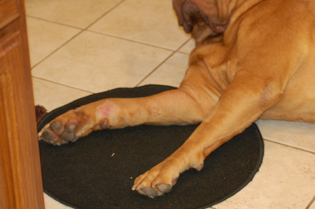 Swollen leg side effect? Elgin's Journey