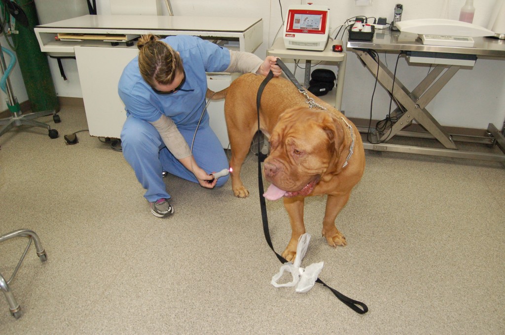 amputee dog hygroma laser therapy